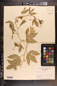 Passiflora incarnata image