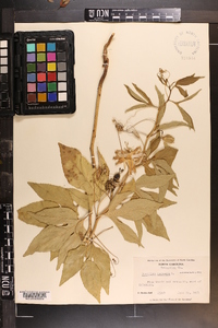 Passiflora incarnata image