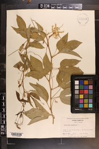 Passiflora incarnata image