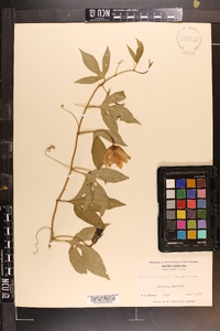 Passiflora incarnata image