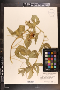 Passiflora incarnata image