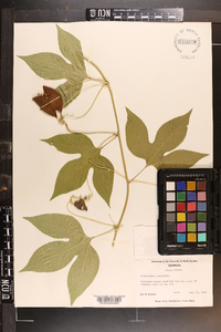 Passiflora incarnata image