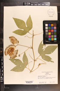 Passiflora incarnata image