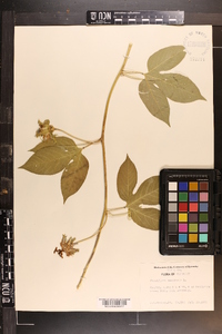 Passiflora incarnata image