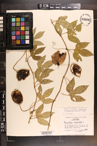 Passiflora incarnata image