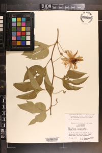 Passiflora incarnata image