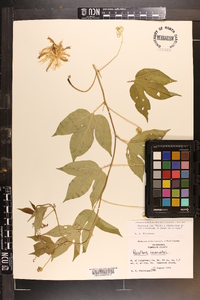 Passiflora incarnata image