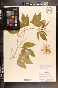 Passiflora incarnata image