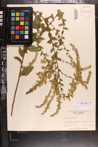 Solidago rugosa var. aspera image