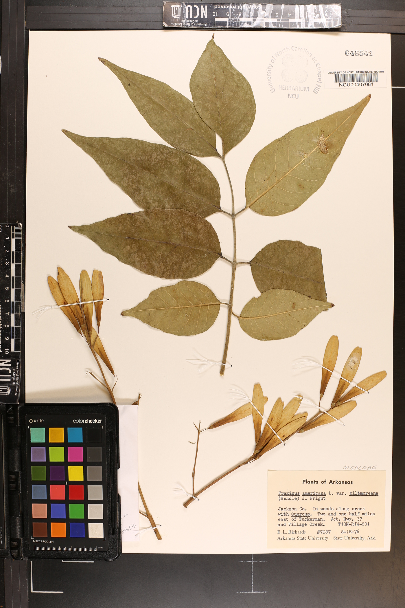 Fraxinus americana var. biltmoreana image