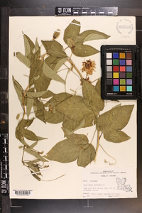 Passiflora incarnata image