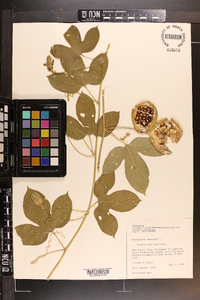 Passiflora incarnata image