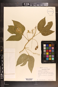 Passiflora incarnata image