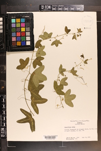 Passiflora lutea image