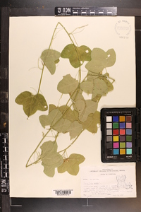 Passiflora lutea image