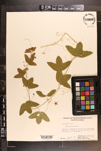 Passiflora lutea image