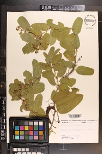 Passiflora multiflora image