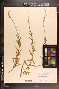 Oenothera simulans image