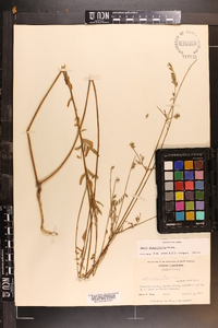 Oenothera simulans image