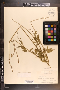 Oenothera gaura image