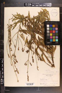 Oenothera gaura image