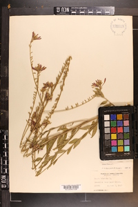 Oenothera gaura image