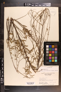 Oenothera filipes image