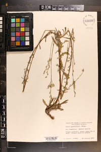 Oenothera simulans image