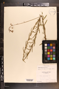 Oenothera simulans image