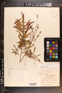 Oenothera filipes image