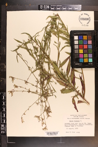 Oenothera gaura image