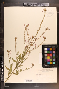 Oenothera gaura image