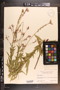 Oenothera gaura image