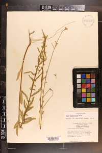 Oenothera simulans image