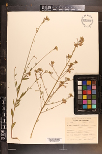 Oenothera gaura image