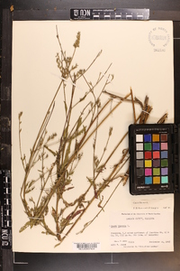 Oenothera gaura image