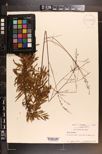 Oenothera gaura image