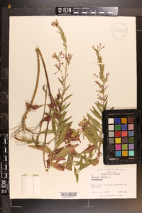 Oenothera gaura image