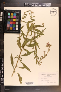 Oenothera gaura image