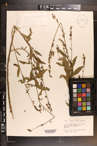 Oenothera gaura image