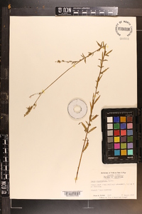 Oenothera simulans image