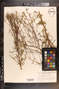 Oenothera filiformis image