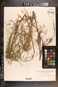 Oenothera filiformis image