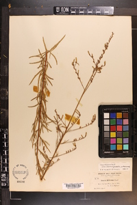 Oenothera filiformis image