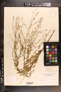 Oenothera filiformis image