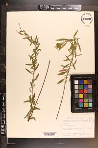 Oenothera filipes image