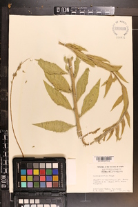 Oenothera curtiflora image