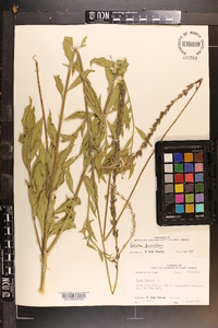 Oenothera curtiflora image