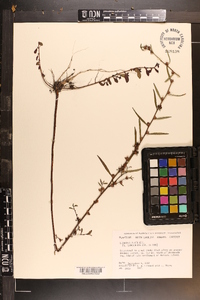 Ludwigia alata image