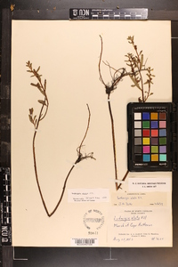 Ludwigia alata image